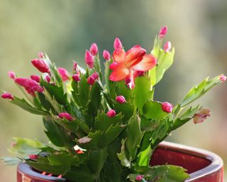 Thanksgiving cactus with flower buds