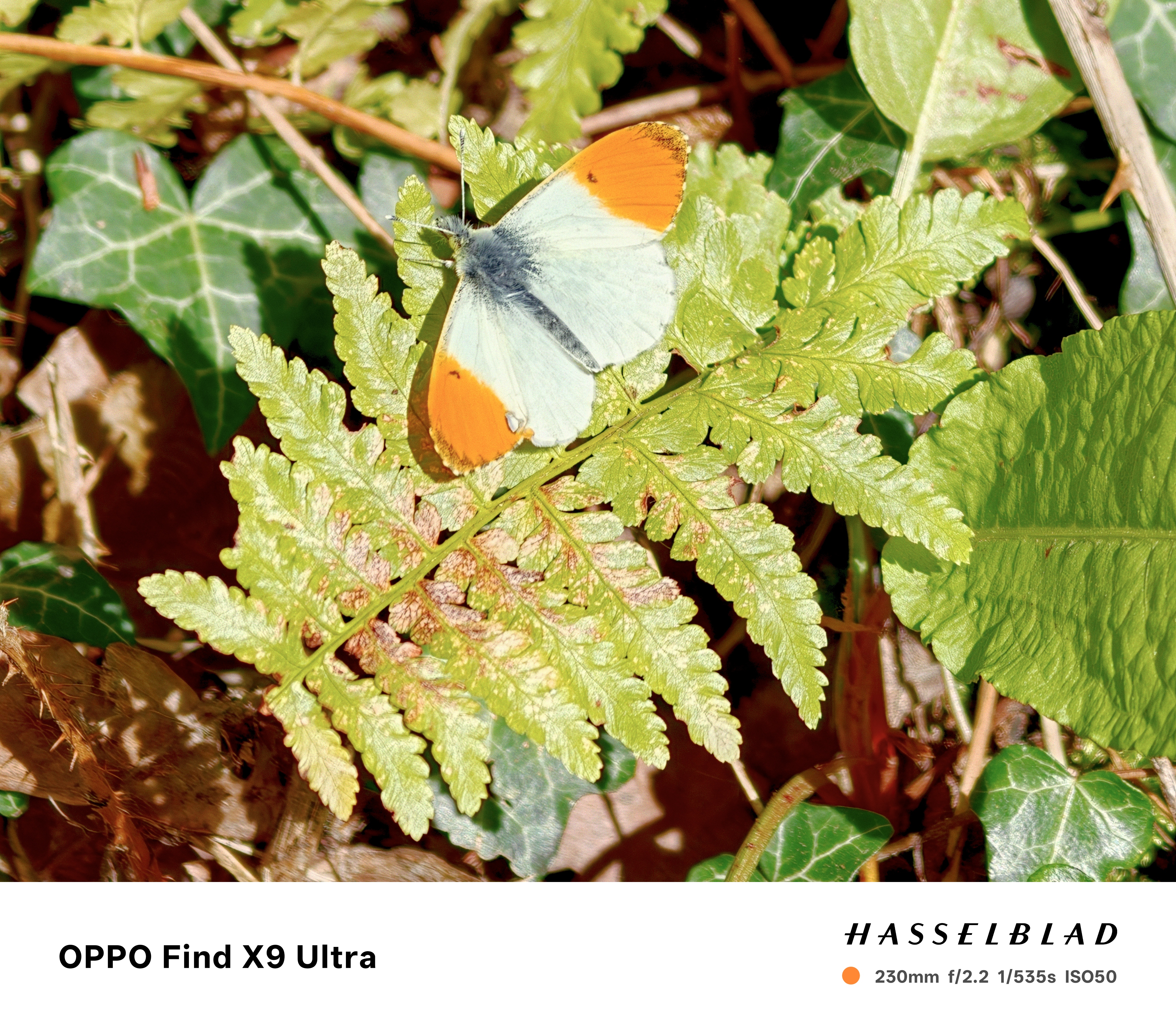 Closeup of a butterfly on a plant