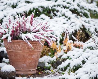 how to protect plants from snow heather in a container