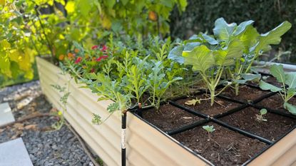 Garden In Minutes watering grid