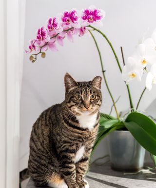 Cat with orchid