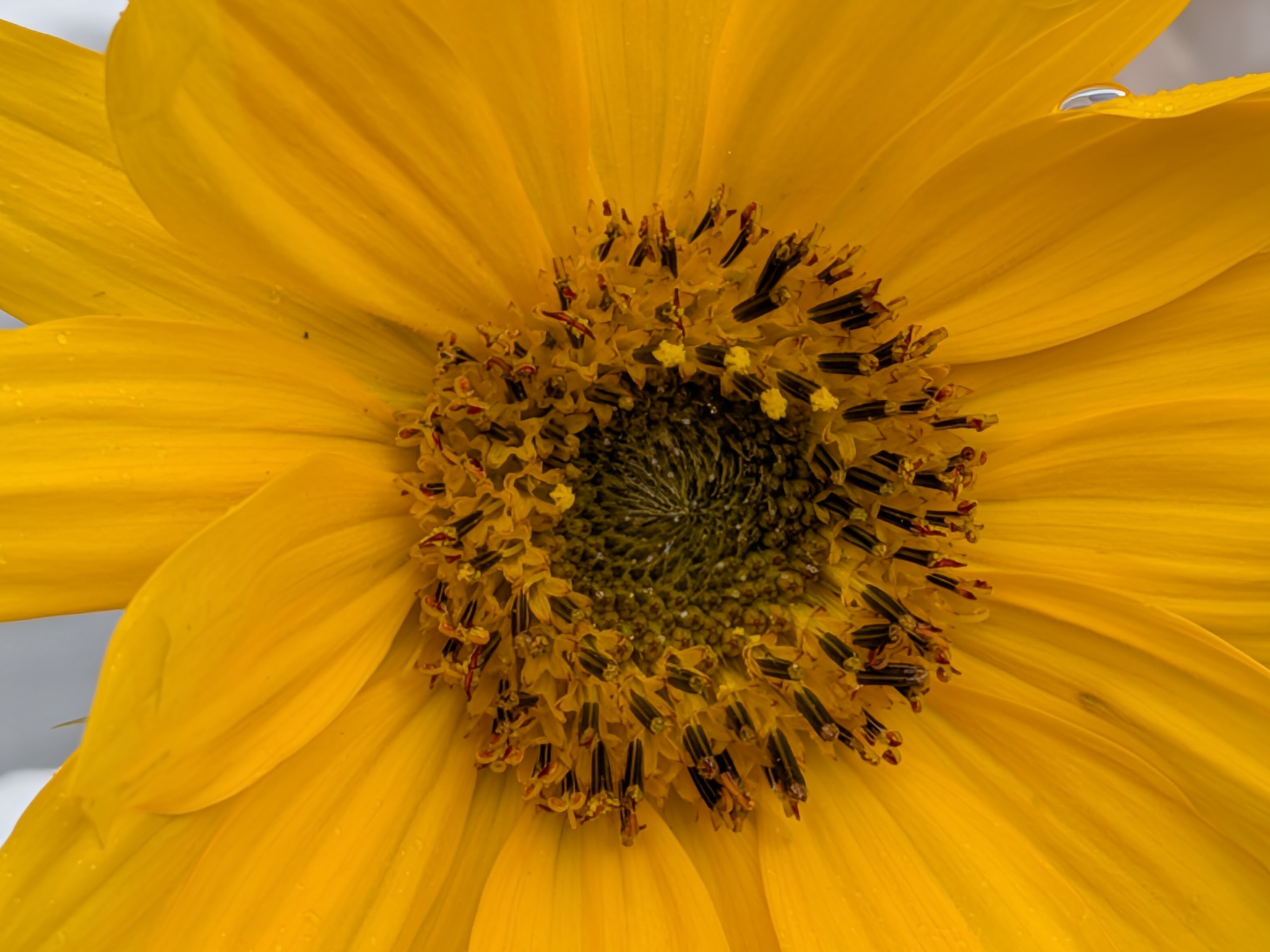 Google Pixel 10 Pro Fold