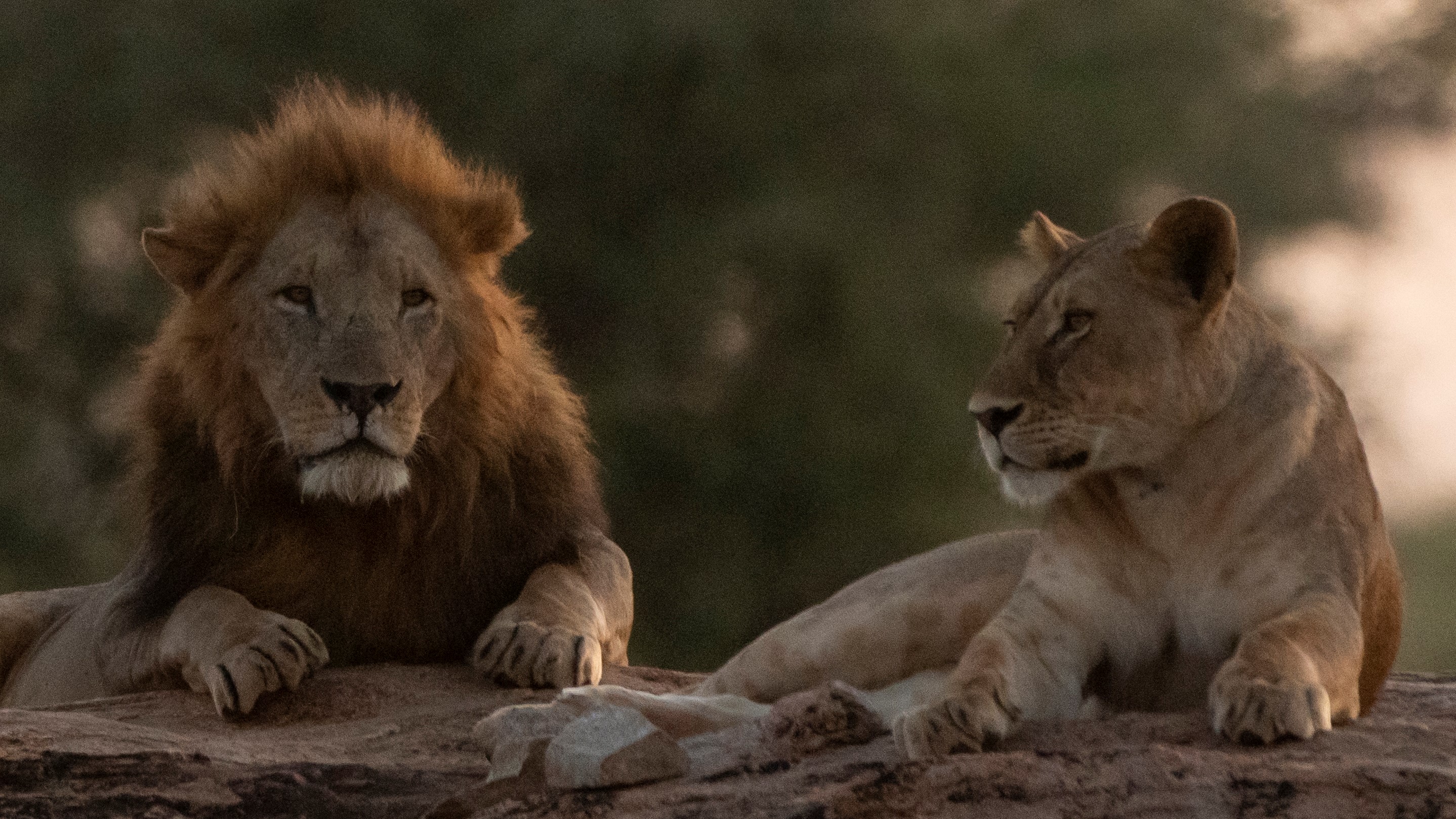 a male and female lion lying on a rock in Kenya at sunset with trees in the background