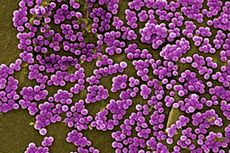 breast milk protein, MRSA, antibiotic-resistant bacteria