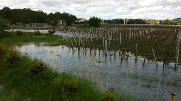 Bordeaux harvest