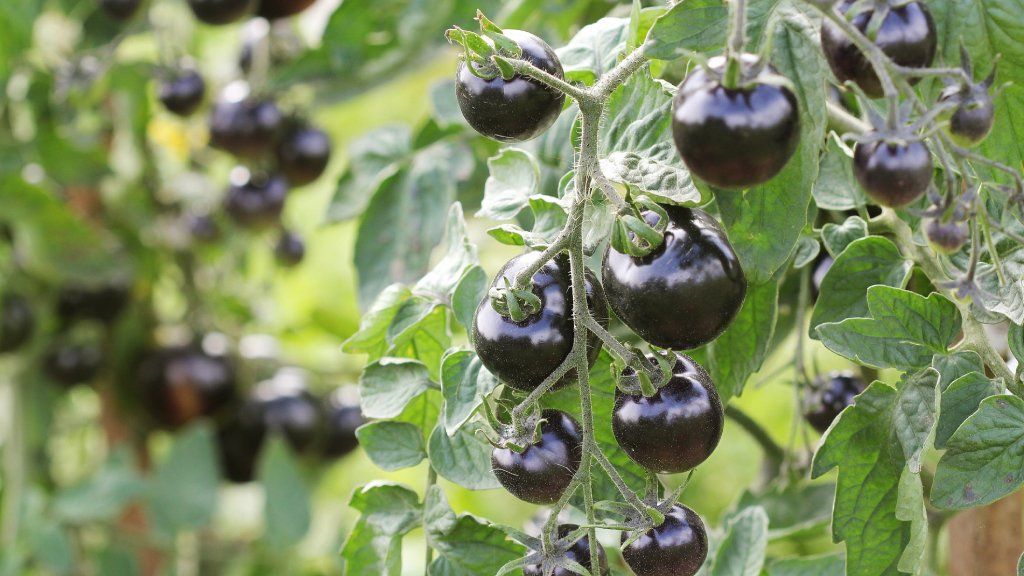 Small black tomatoes growing on the vine