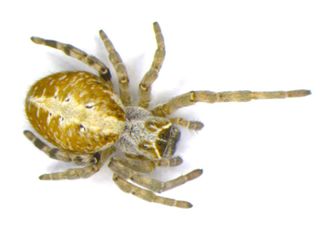 The social desert spider, Stegodyphus dumicola