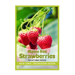 Alpine Red Strawberries 