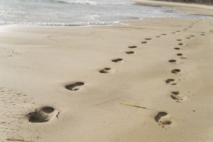 The footprints are 3.66-million-year-old. 