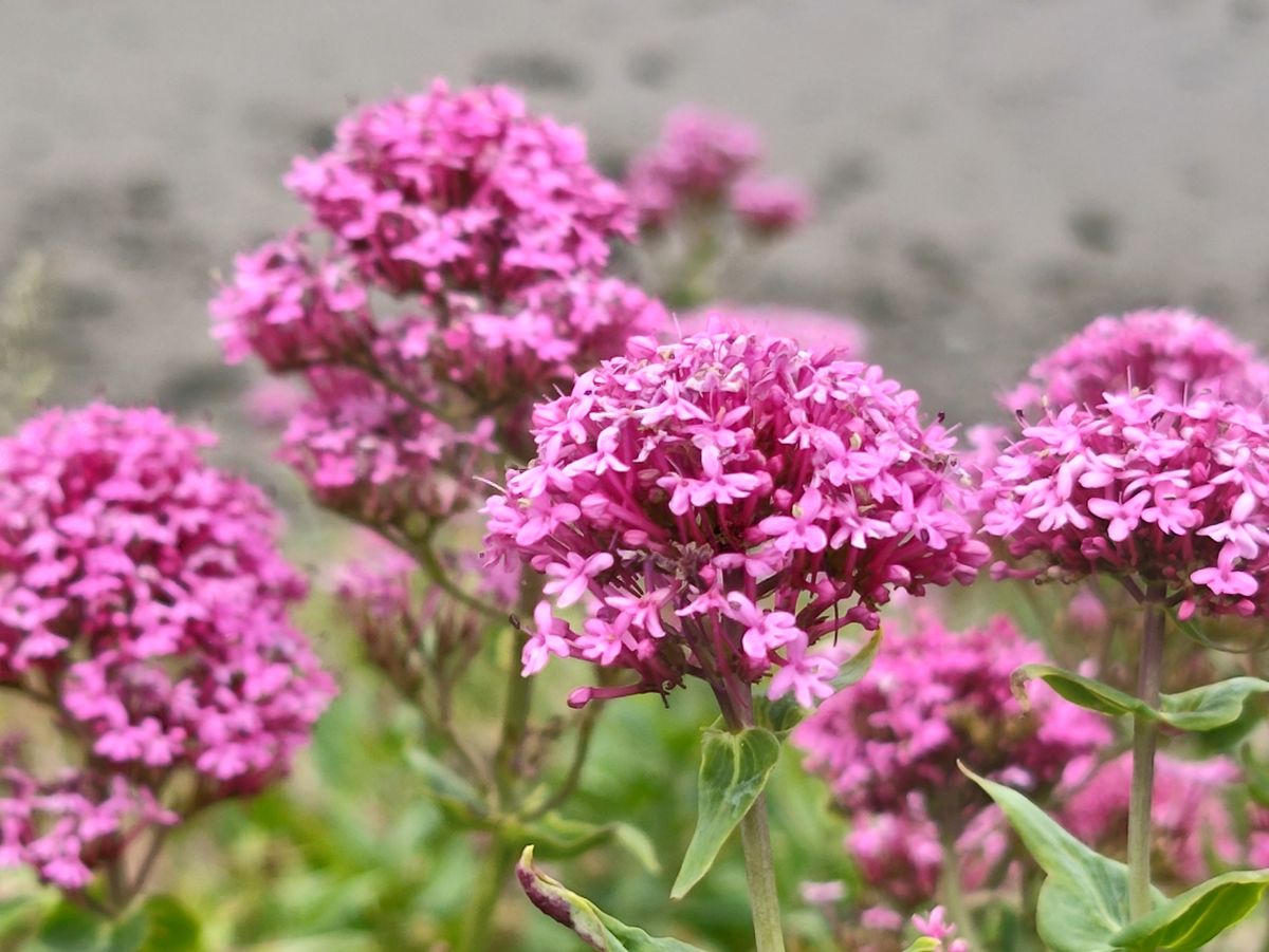 ZTE Axon 40 Ultra camera sample