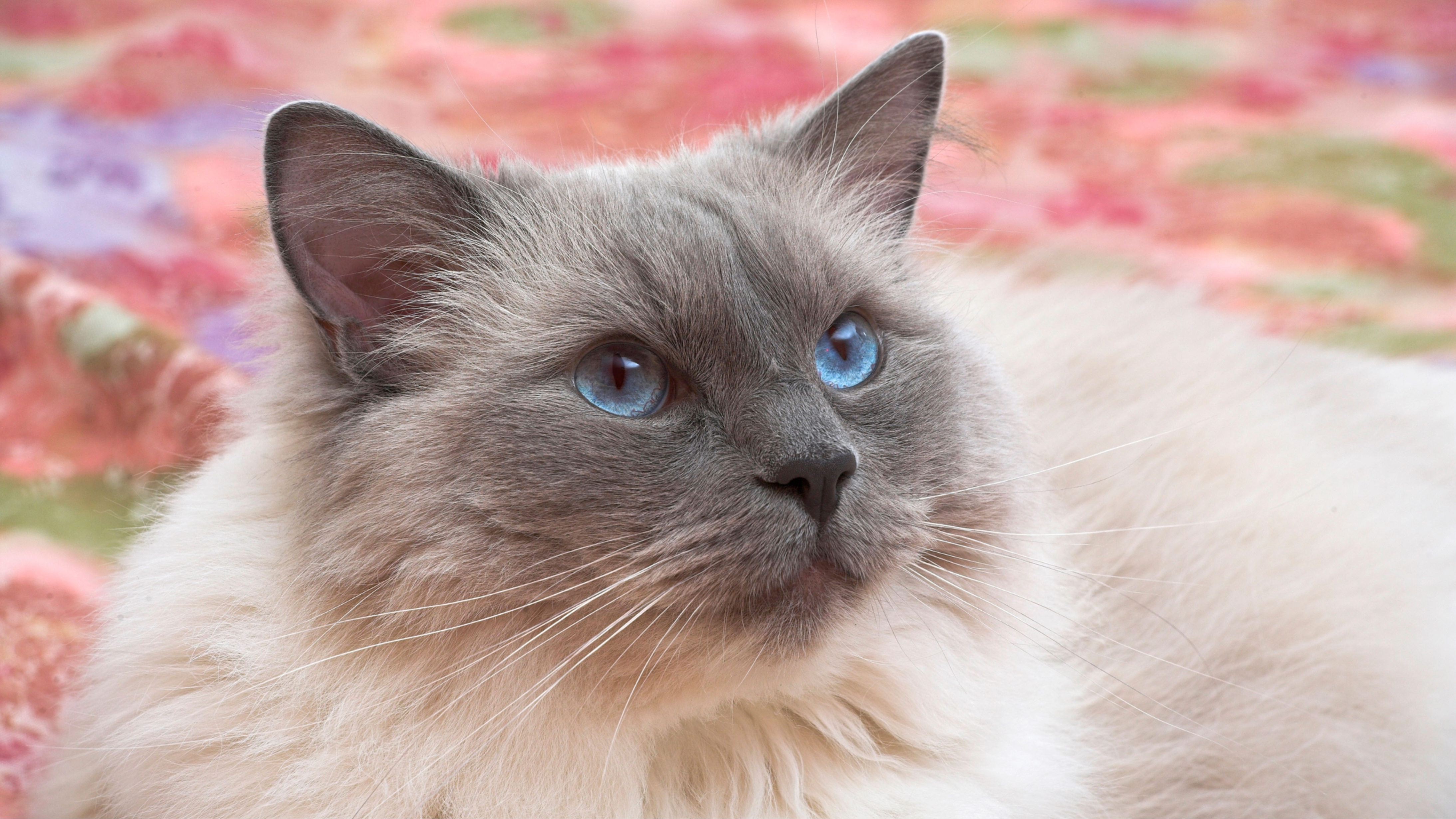 Ragdoll