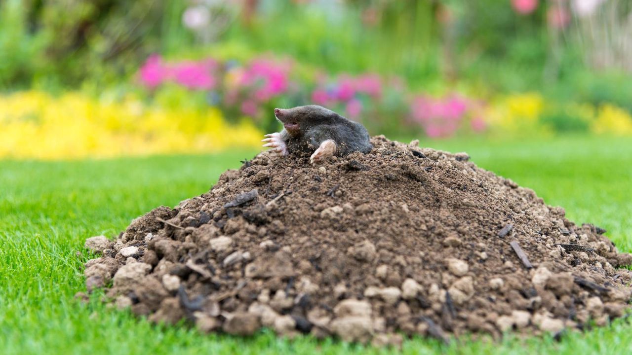 small mole coming out of hill in garden