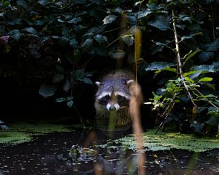 a raccoon by the edge of a pond