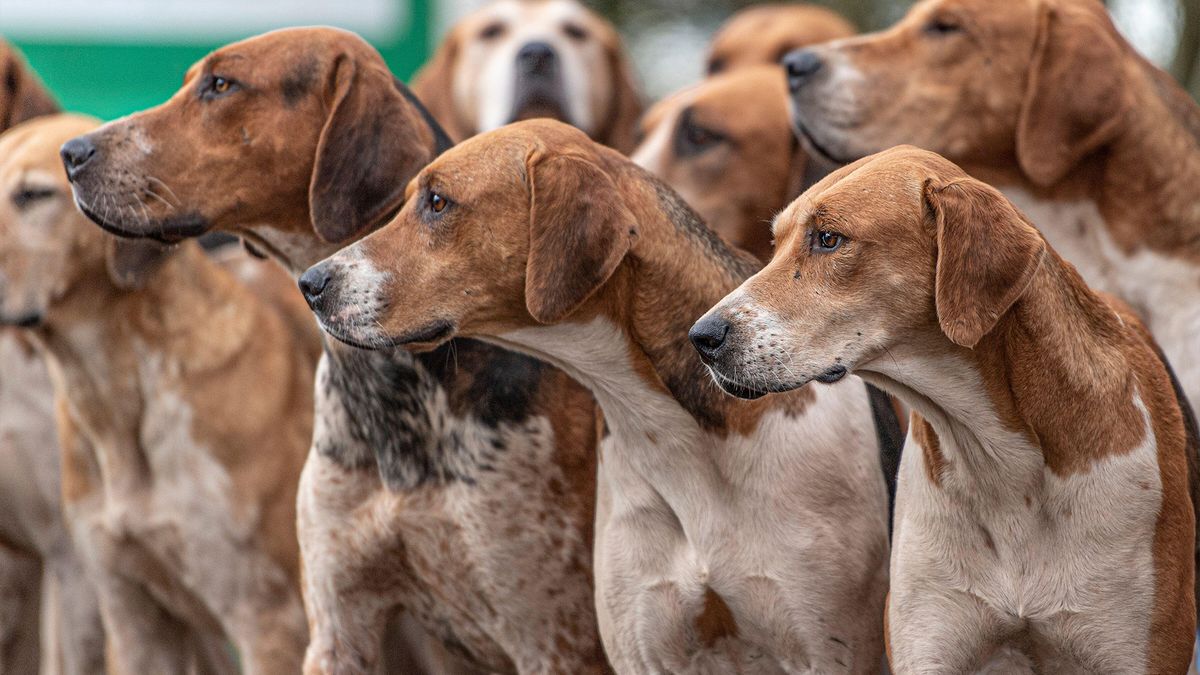 Close up of pack of English Foxhounds