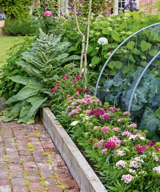 Raised garden bed ideas with spacing, pink floweres and a brick pathway beside.