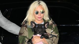 Lady Gaga with French Bulldog