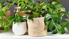 mini monstera and other potted houseplants