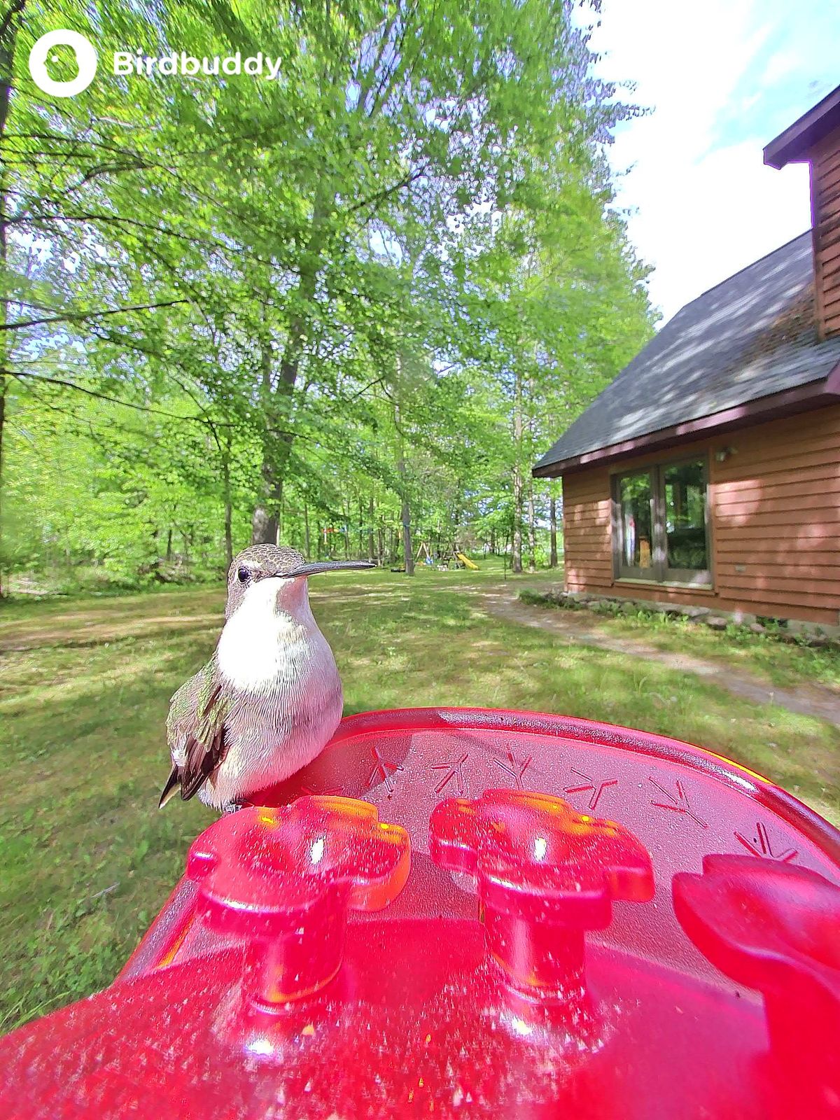 Images of a ruby-throated hummingbird captured with the Bird Buddy Solar Pro Hummingbird Feeder