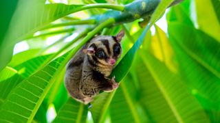 Sugar glider in a tree