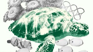 Sea turtle, Tortoise, Turtle, Green sea turtle, Kemp's ridley sea turtle, Reptile, Olive ridley sea turtle, Illustration, Drawing, Sketch,