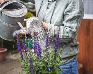 salvia plants being watered