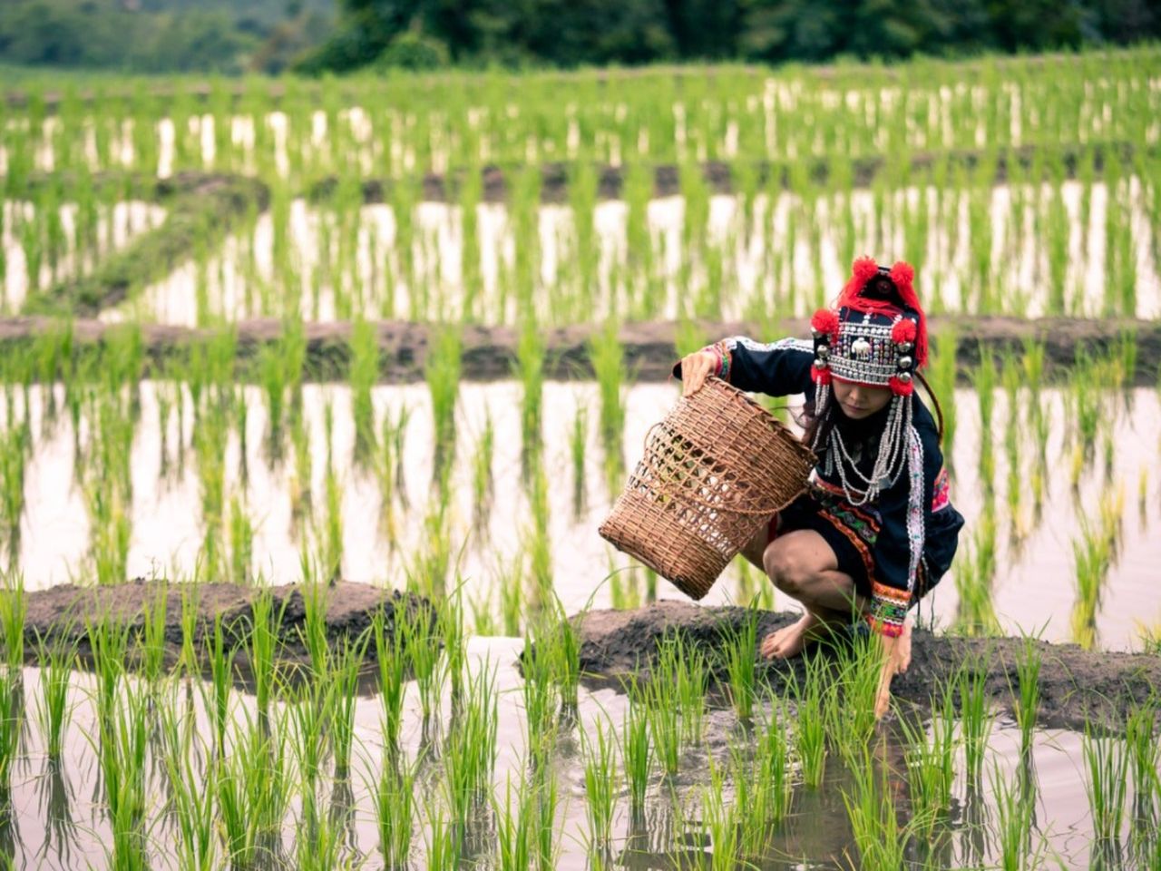 A Hmong woman with a basket harvests rice from a field