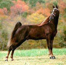 Tennessee_Walking_Horse.jpg