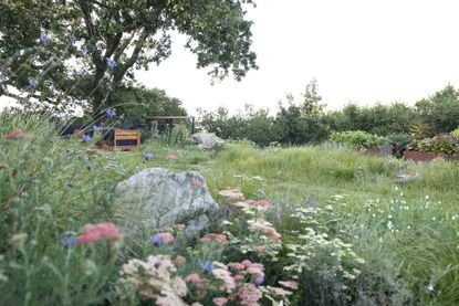 a sedge wildflower lawn