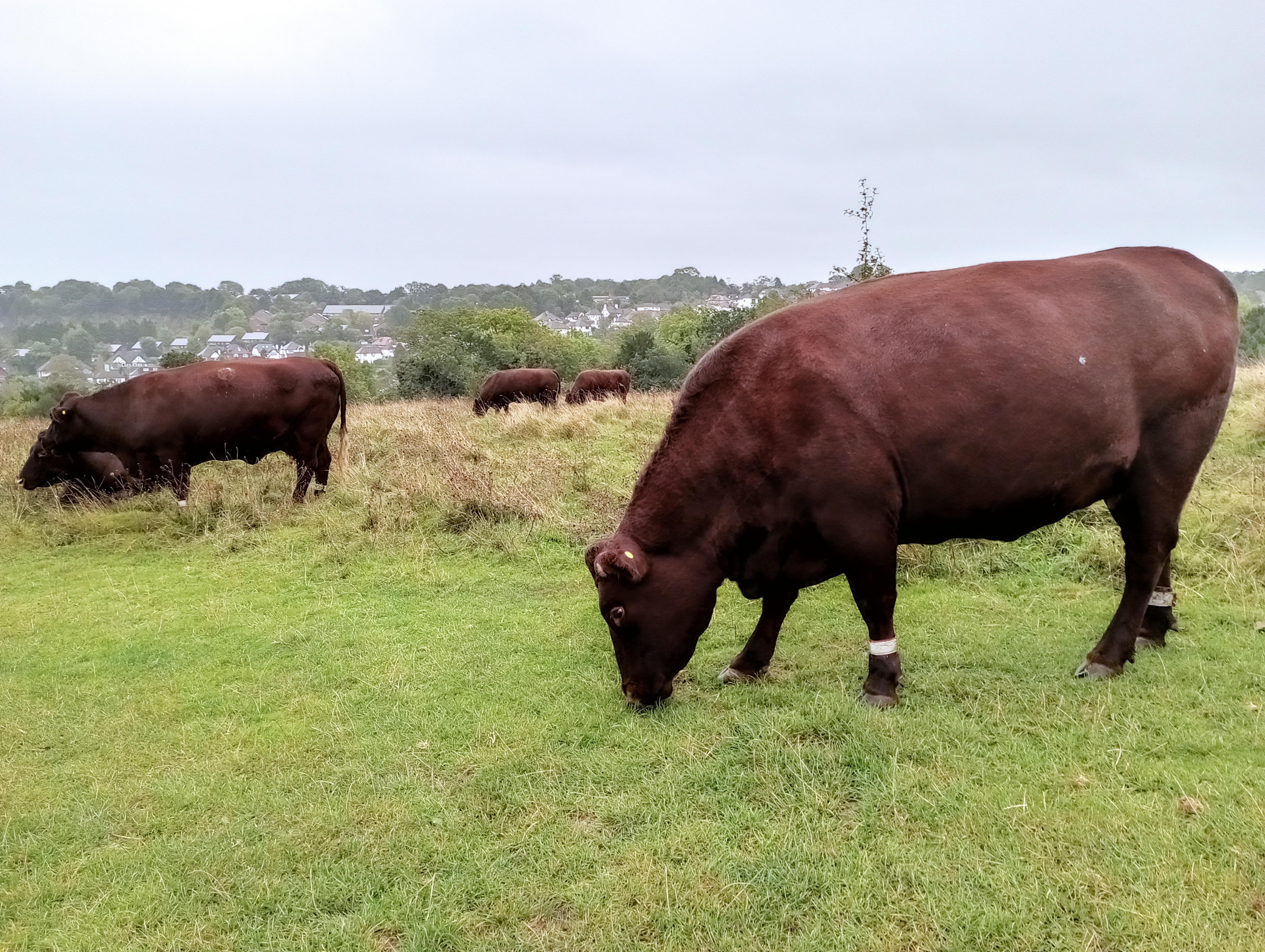A Redmi 10 camera sample showing some cows