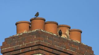 birds sitting on chimney pots