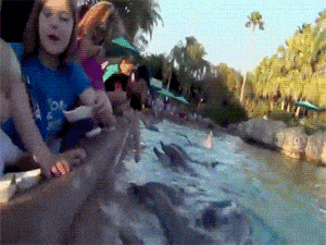 Dolphin Grabs Food From Little Girls Hand