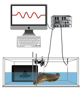 This illustration shows how researchers recorded the bioelectrical fields of cuttlefish. An electrode sits at the back of the cuttlefish head, while an identical electrode in the corner of the tank records background electrical "noise" to remove from the analysis later. The computer screen shows the voltage (the height of the peaks) and the frequency (the distance between the peaks) of the electrical field.