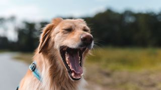 Dog yawning in field