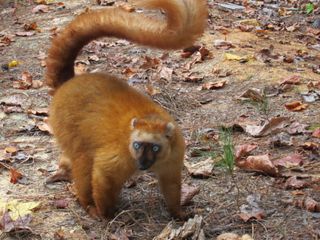 Blue-eyed black lemur