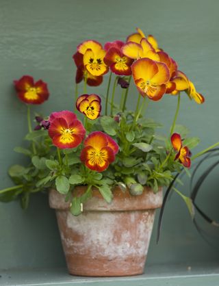 red orange pansies in terracotta flower pot