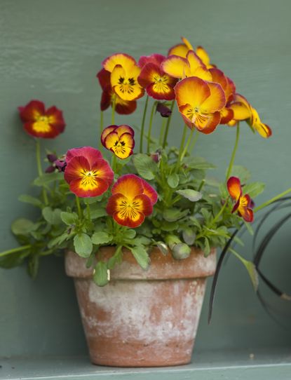 How To Grow Pansies: For Beautiful Blooms | Homes & Gardens