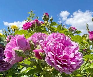 Pink floribunda roses in bloom with blue sky beyond