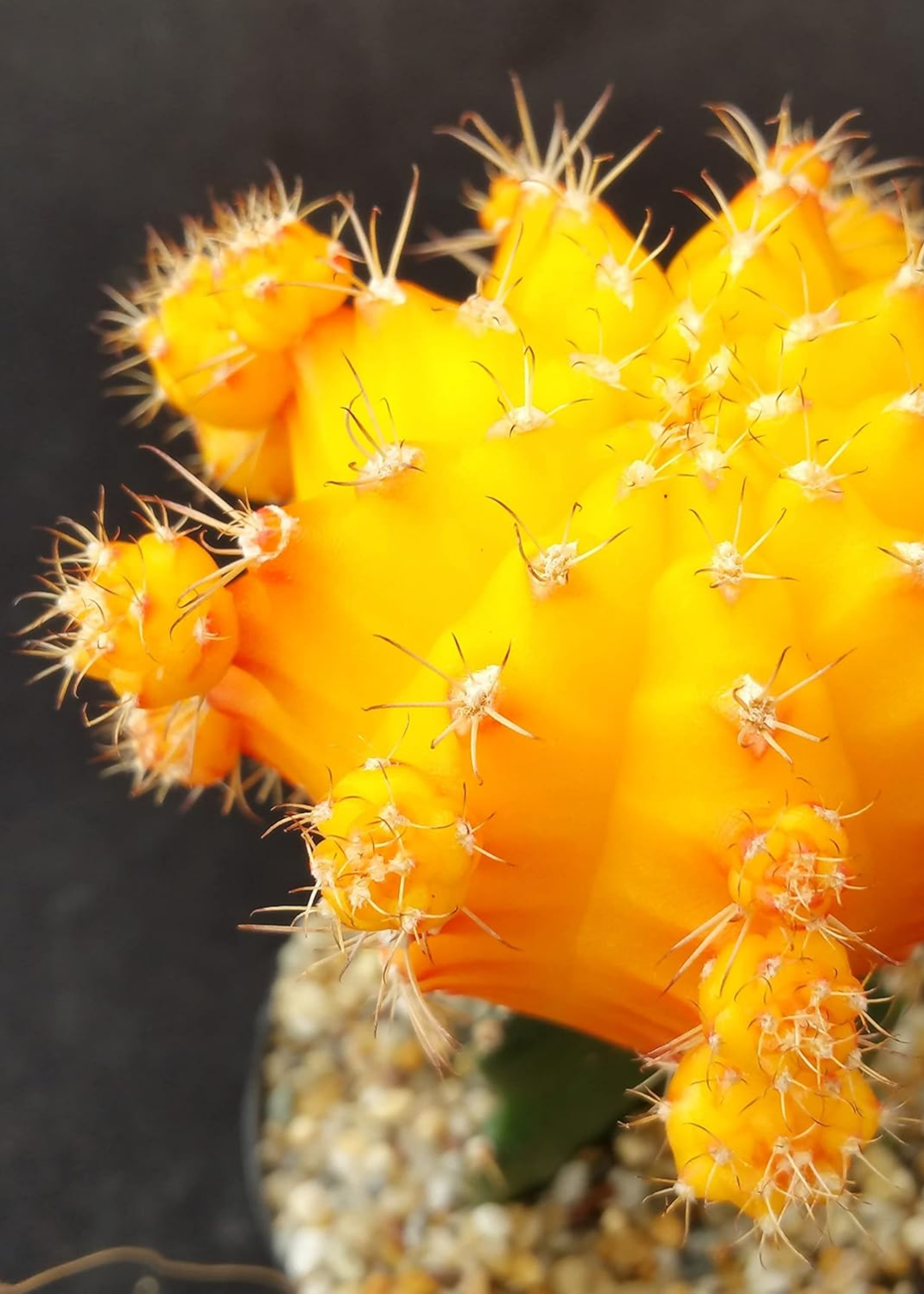 A close-up of a yellow moon cactus