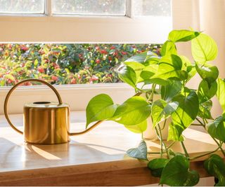 Pothos in white pot next to a small, gold watering can