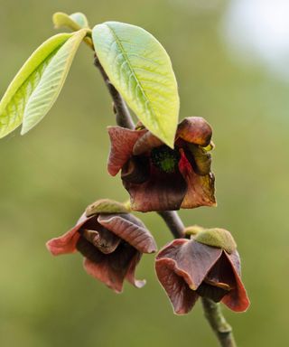 brown flowers of the pawpaw tree