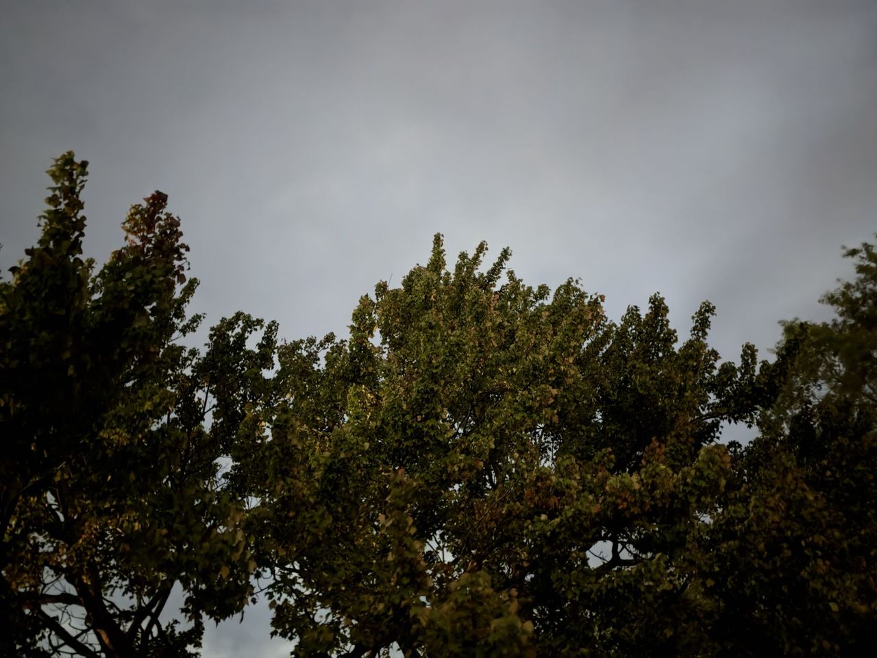 Apple iPhone 18 Pro Max camera sample.