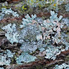Lichens On Tree Bark