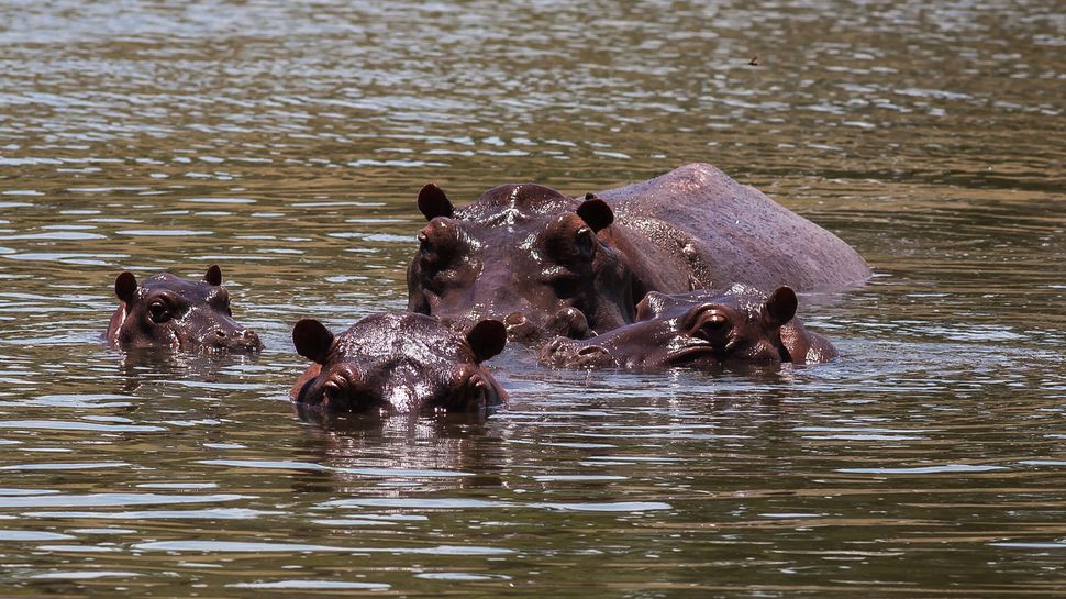 Why Are Hippos Huge Science Finally Explains It All - 768p1vz