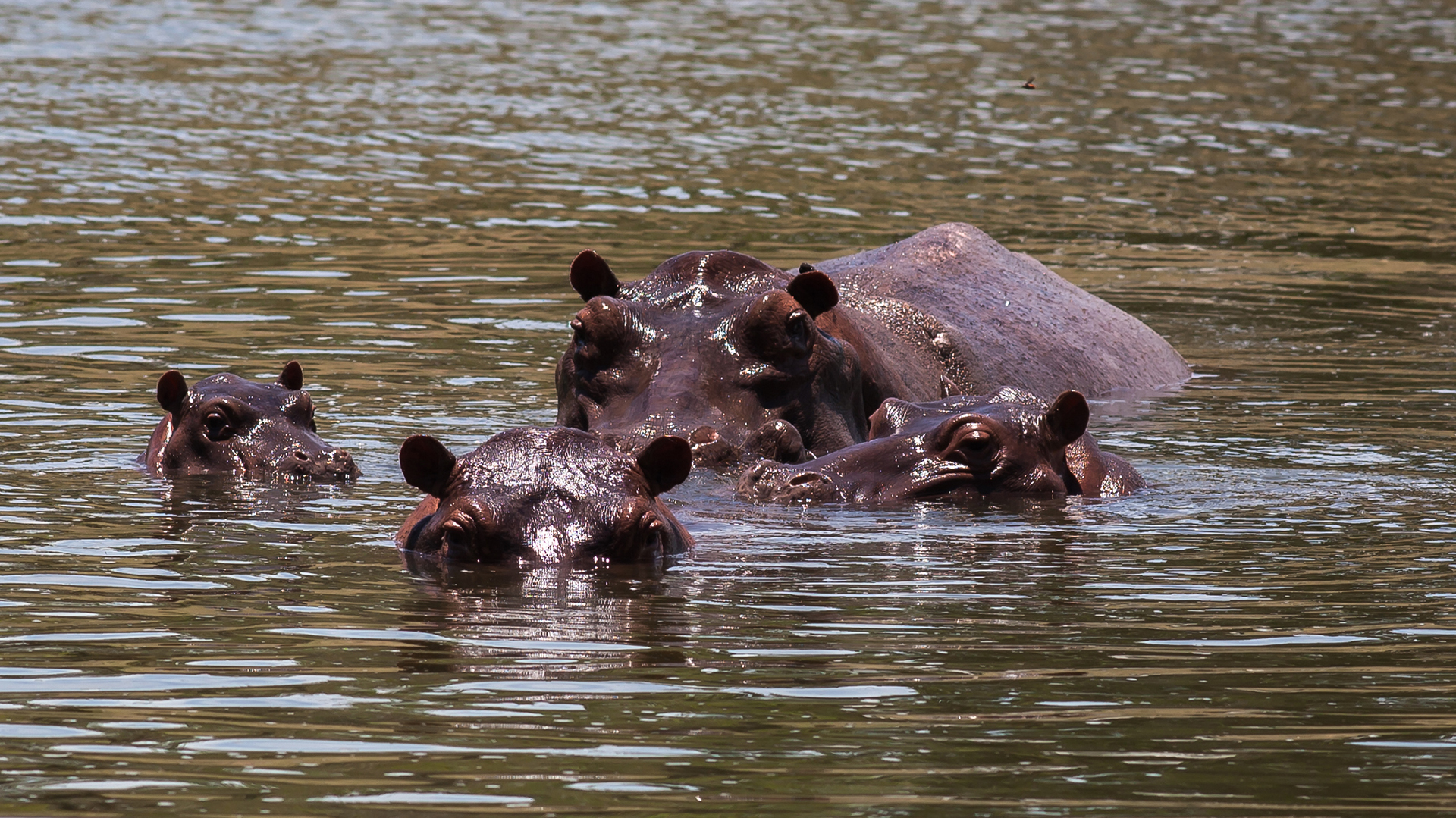 Though officials confiscated other exotic animals in Escobar's private zoo, the escaped hippos — which can weigh thousands of pounds — were deemed too dangerous to capture.