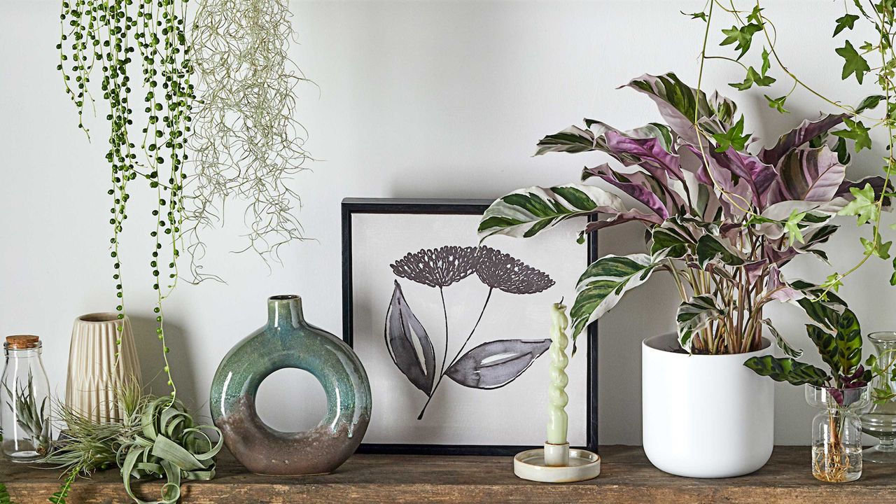 house plants on shelf