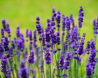 Prettiest evergreen plants Lavender