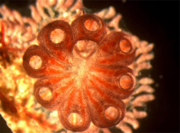 Sea Squirt Regeneration