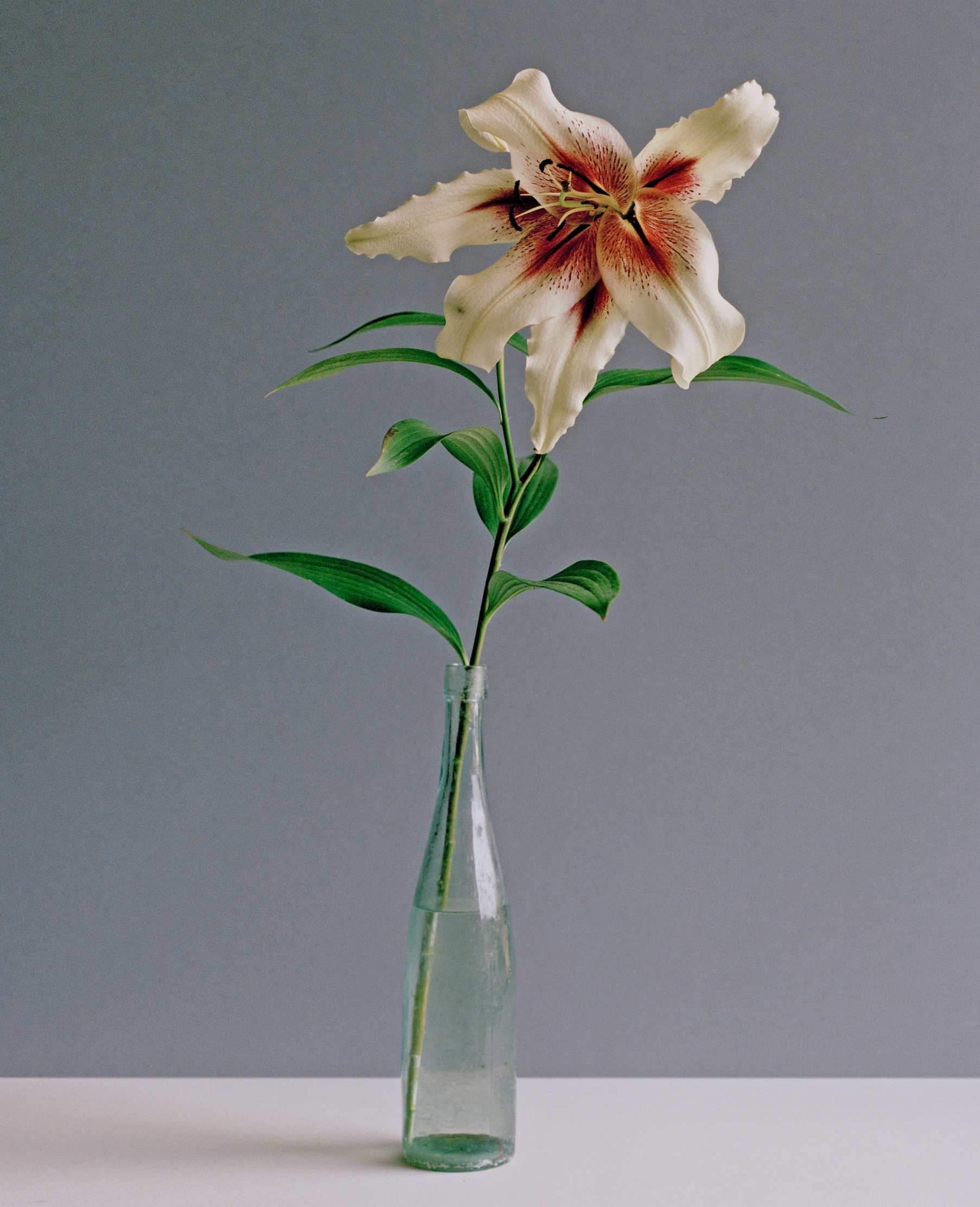 A white and red lily
