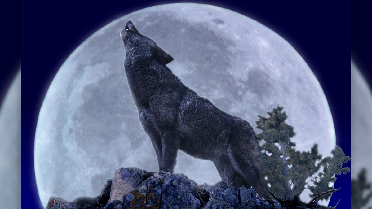 wolf howling at moon