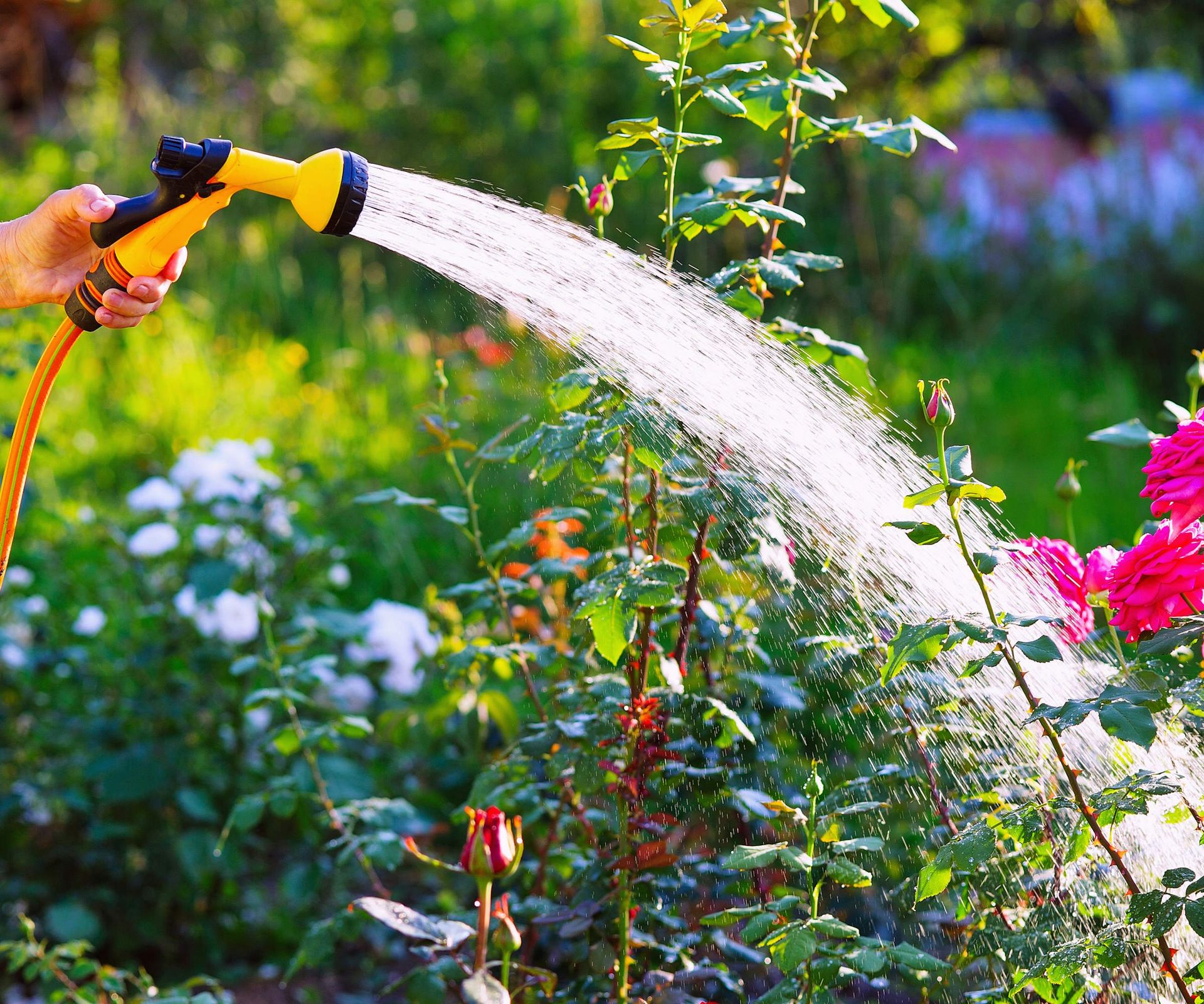 Watering roses with a garden hose in the sunshine